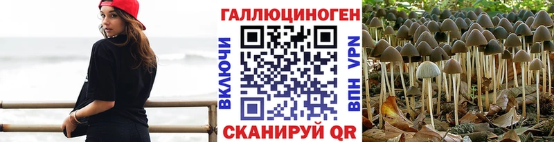 закладка  Пласт  Галлюциногенные грибы Psilocybe 